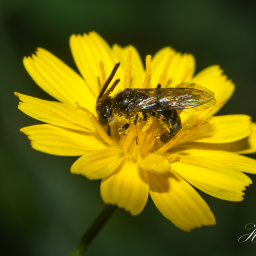 2012-08-17_11-54-07_Copyright_Henk-Dekker.nl_0032