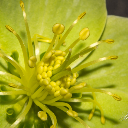 2014-03-07_13-29-09_Copyright_Henk-Dekker.nl_0099