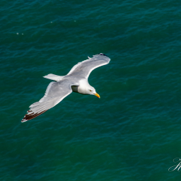 2014-07-17_13-51-23_Copyright_Henk-Dekker.nl_0104