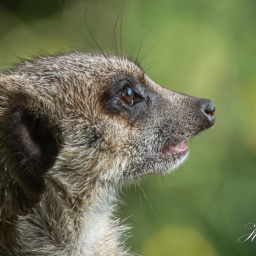 2014-08-01_09-53-30_Copyright_Henk-Dekker.nl_0114