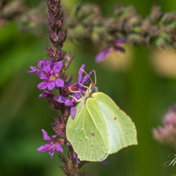 2014-08-01_11-35-34_Copyright_Henk-Dekker.nl_0115