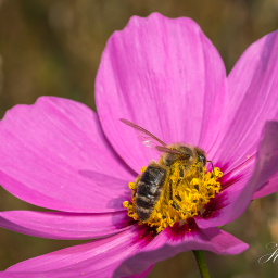 2014-09-20_11-32-04_Copyright_Henk-Dekker.nl_0120
