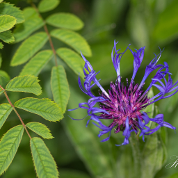 2015-05-16_12-59-04_Copyright_Henk-Dekker.nl_0138