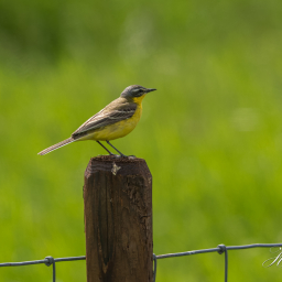 2015-06-03_14-51-26_Copyright_Henk-Dekker.nl_0139