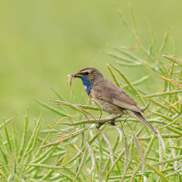 2015-06-19_13-33-40_Copyright_Henk-Dekker.nl_0142