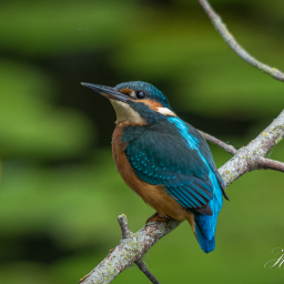 2015-06-20_15-59-50_Copyright_Henk-Dekker.nl_0143