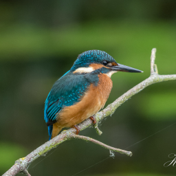 2015-06-20_16-01-55_Copyright_Henk-Dekker.nl_0144