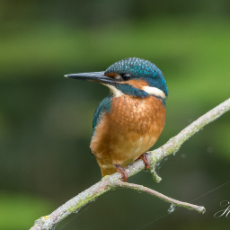 2015-06-20_16-02-49_Copyright_Henk-Dekker.nl_0145