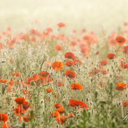 2015-06-28_07-36-25_Copyright_Henk-Dekker.nl_0146