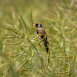 2015-07-03_12-56-22_Copyright_Henk-Dekker.nl_0147