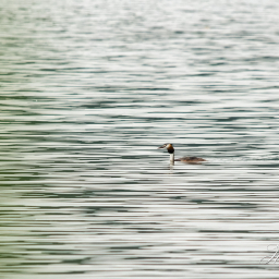 2015-07-12_07-19-56_Copyright_Henk-Dekker.nl_0148
