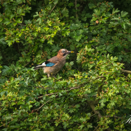 2015-07-13_06-49-26_Copyright_Henk-Dekker.nl_0149