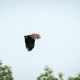 2015-07-14_07-45-00_Copyright_Henk-Dekker.nl_0150