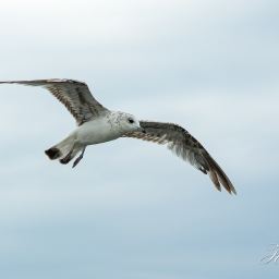 2015-07-17_12-51-37_Copyright_Henk-Dekker.nl_0153