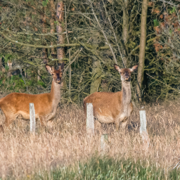 2015-07-18_20-50-23_Copyright_Henk-Dekker.nl_0154