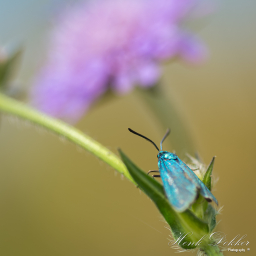 2015-07-24_13-38-02_Copyright_Henk-Dekker.nl_0164