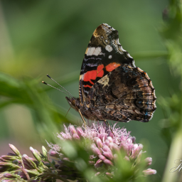 2015-07-28_14-42-39_Copyright_Henk-Dekker.nl_0172