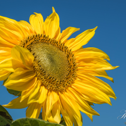 2015-08-03_10-59-54_Copyright_Henk-Dekker.nl_0175