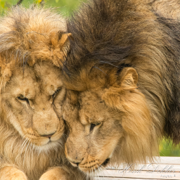 2015-10-20_11-01-33_Copyright_Henk-Dekker.nl_0181