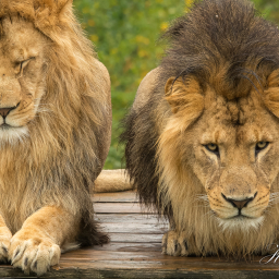 2015-10-20_11-02-40_Copyright_Henk-Dekker.nl_0182