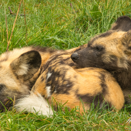 2015-10-20_11-32-27_Copyright_Henk-Dekker.nl_0183