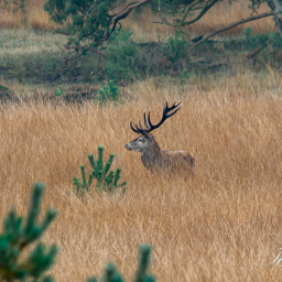 2015-10-23_09-09-02_Copyright_Henk-Dekker.nl_0184