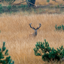 2015-10-23_09-12-44_Copyright_Henk-Dekker.nl_0185