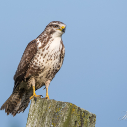 2015-10-26_13-02-03_Copyright_Henk-Dekker.nl_0186