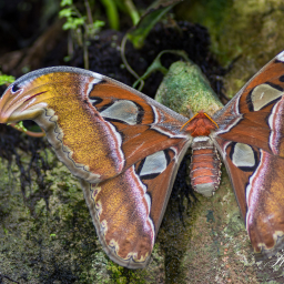 2016-10-12_10-34-13_Copyright_Henk-Dekker.nl_0276