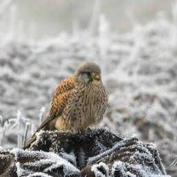 2016-12-04_14-12-16_Copyright_Henk-Dekker.nl_0307