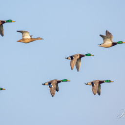 2017-01-25_15-55-09_Copyright_Henk-Dekker.nl_0310