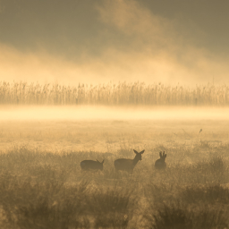 2017-03-28_08-01-34_Henk-Dekker.nl