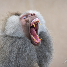 2017-04-02_13-15-22_Copyright_Henk-Dekker.nl_0316