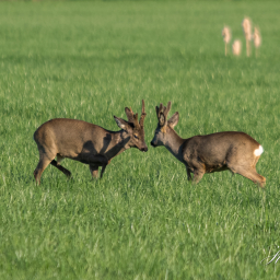 2017-04-03_18-23-45_Copyright_Henk-Dekker.nl_0317