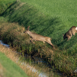 2017-04-03_18-24-54_Copyright_Henk-Dekker.nl_0318