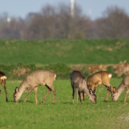 2017-04-03_18-26-04_Copyright_Henk-Dekker.nl_0319