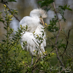 2017-05-02_10-44-41_Copyright_Henk-Dekker.nl_0328