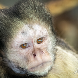 2017-05-02_12-01-46_Copyright_Henk-Dekker.nl_0331