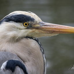 2017-05-02_12-50-50_Copyright_Henk-Dekker.nl_0335