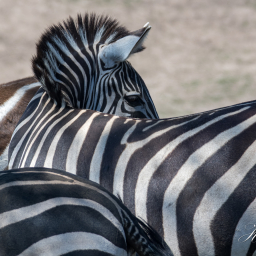 2017-05-26_12-58-06_Copyright_Henk-Dekker.nl_0337