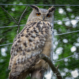 2017-06-04_12-44-16_Copyright_Henk-Dekker.nl_0340