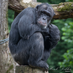 2017-06-04_13-18-09_Copyright_Henk-Dekker.nl_0342