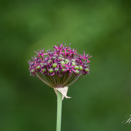 2017-06-04_14-19-52_Copyright_Henk-Dekker.nl_0344