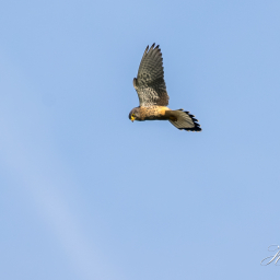 2017-06-11_08-04-43_Copyright_Henk-Dekker.nl_0345