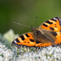 2017-06-11_08-22-02_Copyright_Henk-Dekker.nl_0346