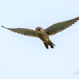 2018-01-20_11-05-43_Copyright_Henk-Dekker.nl_0353
