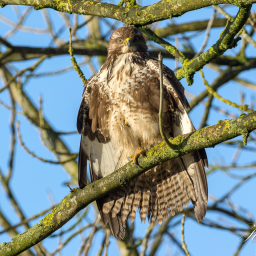 2018-01-21_11-25-22_Copyright_Henk-Dekker.nl_0355