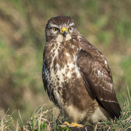 2018-02-14_12-05-32_Copyright_Henk-Dekker.nl_0370
