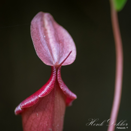 2018-03-01_13-00-52_Copyright_Henk-Dekker.nl_0374