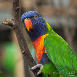 2018-03-01_13-36-57_Copyright_Henk-Dekker.nl_0375